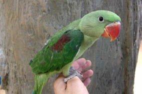 Baby Alexandrine Parrot