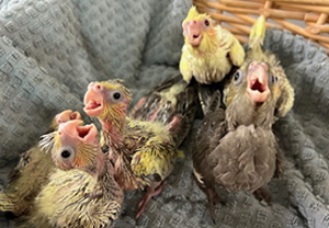 Baby Cockatiels 45 days old at Parrots & Company