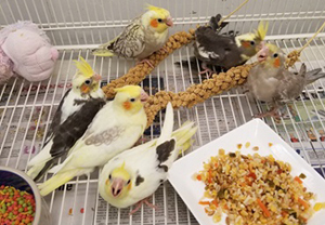 Baby Cockatiels Weaning | 9 Weeks Old | Parrots & Company Stamford CT Baby Cockatiels Weaning | 9 Weeks Old | Parrots & Company