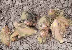 Cockatiel Babies - 3 weeks old