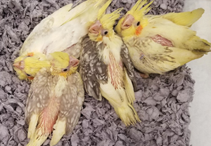 Hand feeding Cockatiels - 35 days old at Parrots & Company Stamford, CT Baby Cockatiels 5 weeks old at Parrots & Company