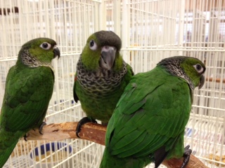 Baby Black-capped Conures