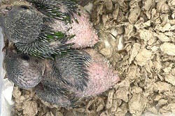 Black-headed caiques,_2 available