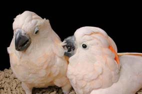 Baby Moluccan Cockatoos