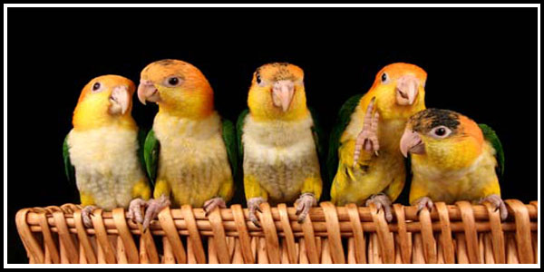 White-bellied Caiques @ Parrots & Company 6-05-16 Baby White-bellied Caiques @ Parrots & Company 6-05-16