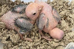 Baby White-bellied caiques, 5 available