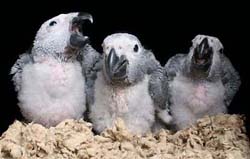 African Grey Baby